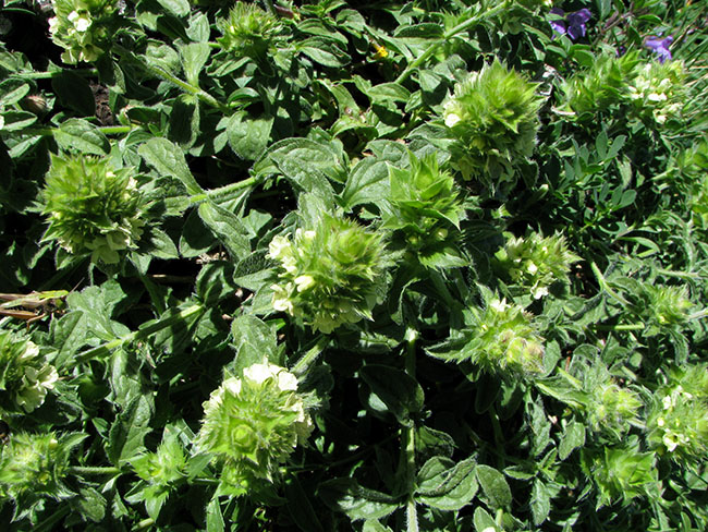 Crapaudine vivace à feuille de Phlomis - Sideritis phlomoides